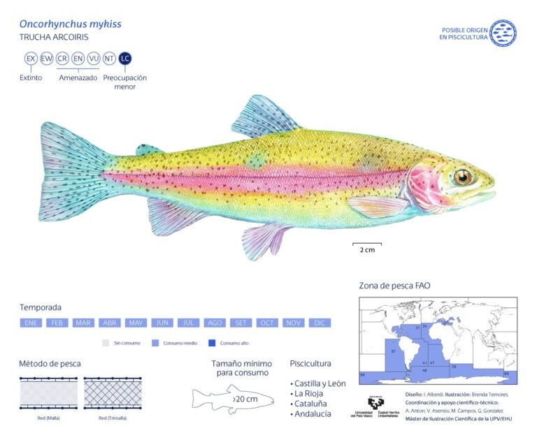 Rainbow trout, a prime species for freshwater fish preservation
