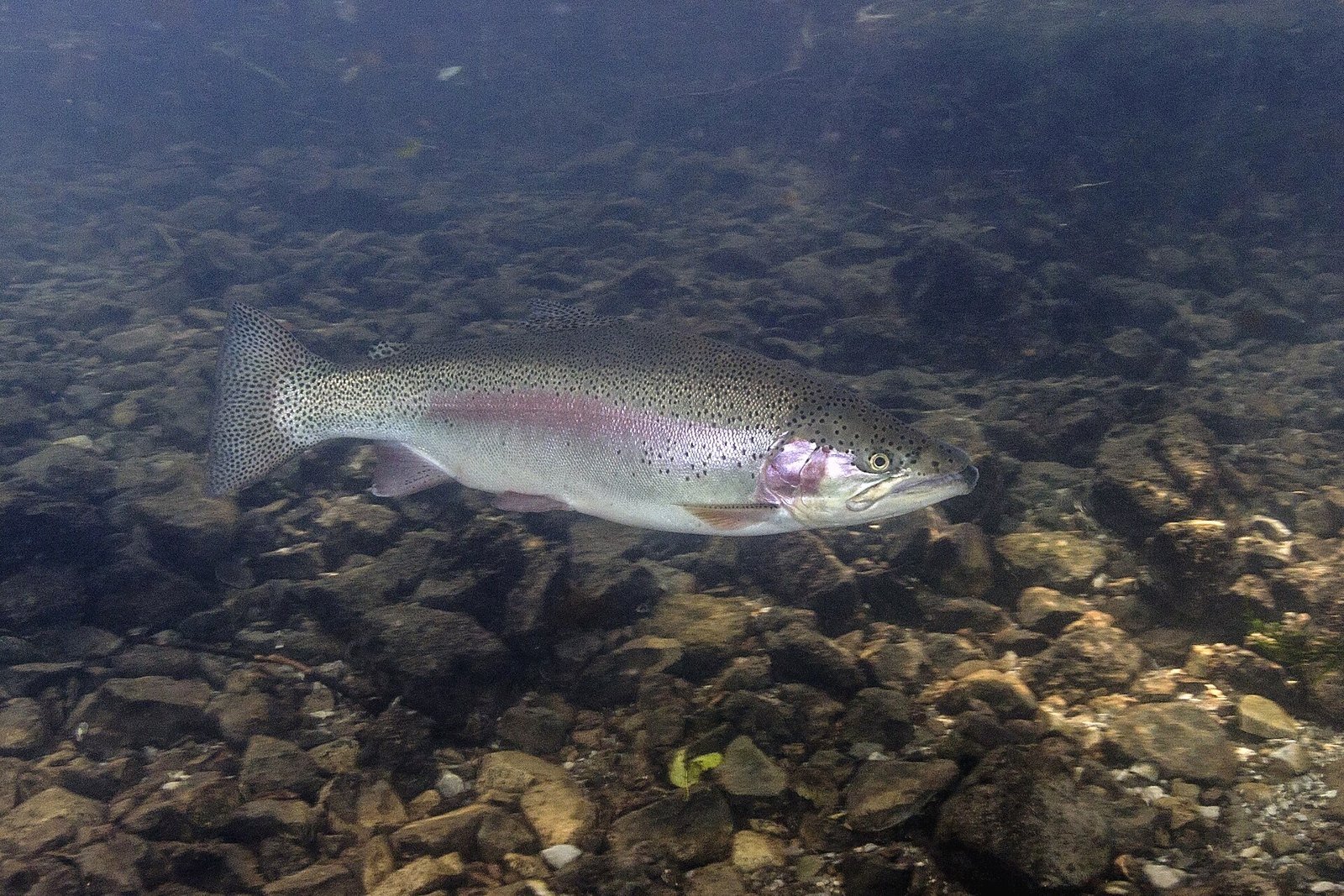 Regenbogenforelle, der Fisch aus dem Terroir des Zaovine-Sees