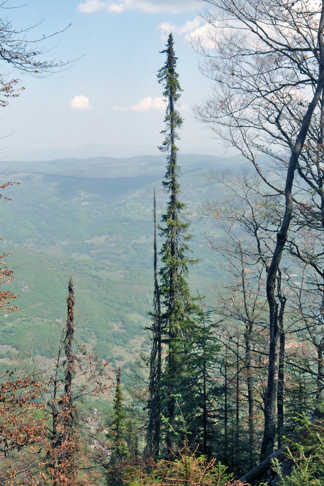 Serbian spruce (Picea omorika), an endemic and relict conifer of Mount Tara