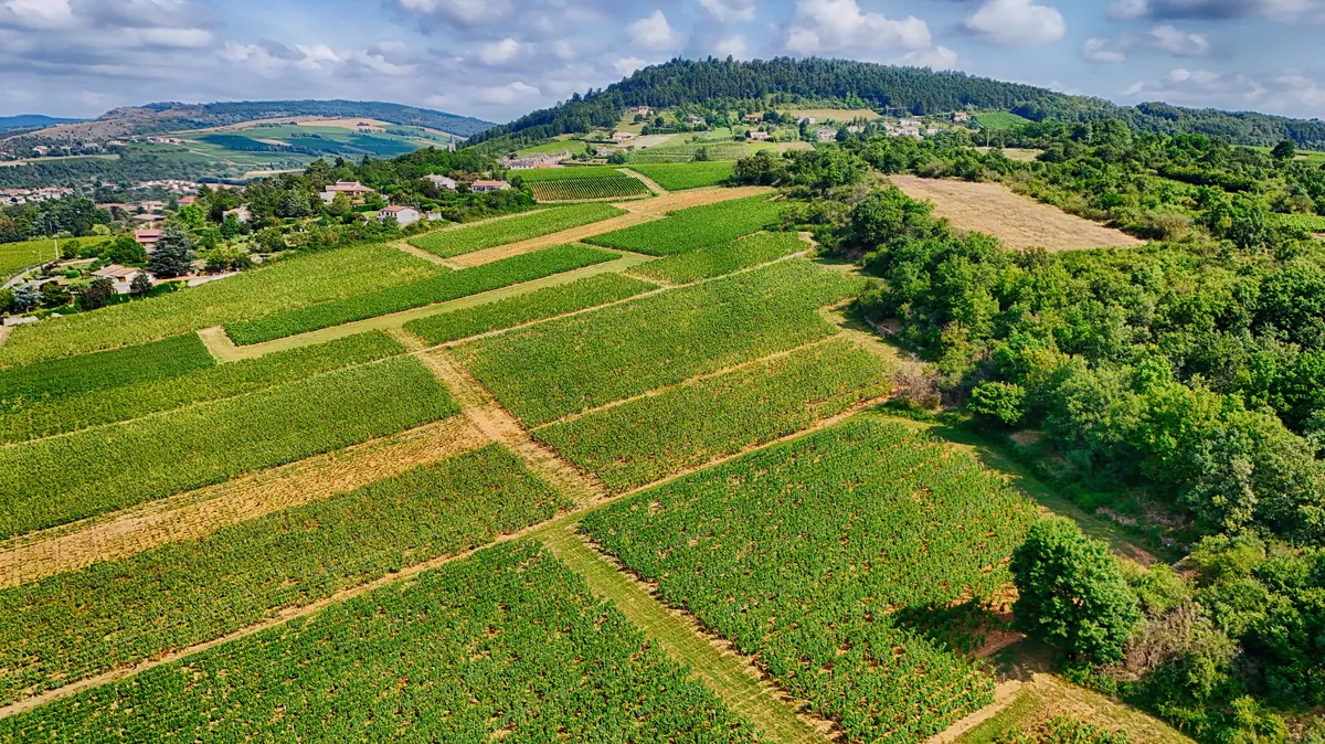 Burgundy vineyards suitable for pairing white wine and fish